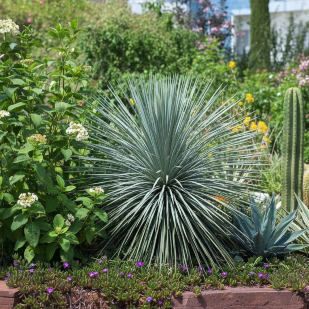 Yucca rostré rostrata