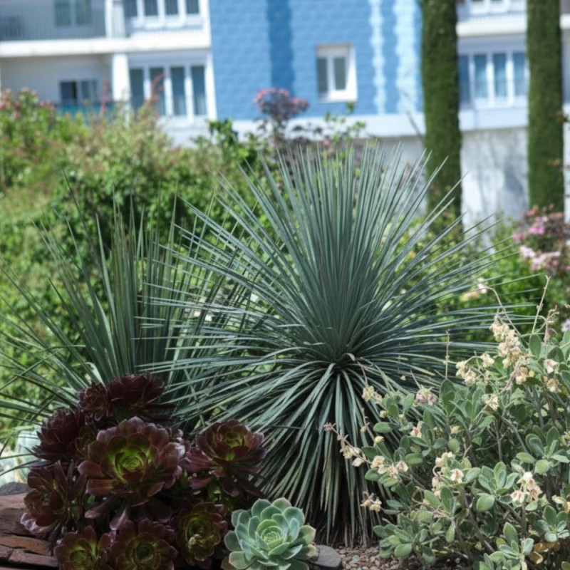 Yucca rostré, Yucca rostrata