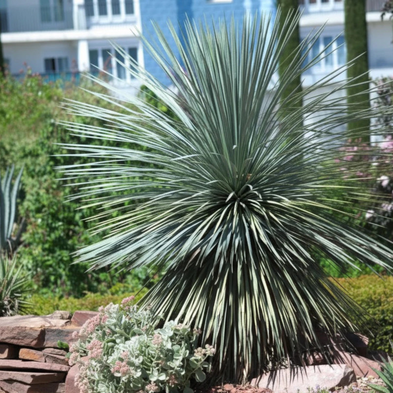 Yucca rostré, Yucca rostrata