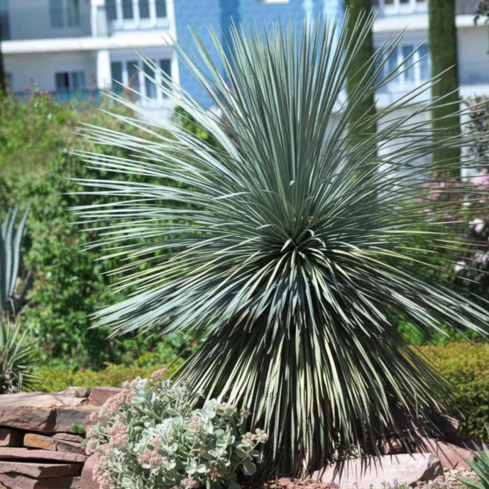 Yucca rostré rostrata