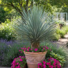 Yucca rostré, Yucca rostrata
