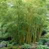 Bambou doré, Phyllostachys