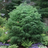 Cèdre du Japon Elegans, Cryptomeria