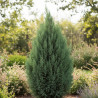 Cyprès de Lawson Ellwoodii - SILENCE, ça pousse !, Chamaecyparis lawsoniana
