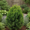 Cyprès de Lawson Minima Glauca - SILENCE, ça pousse !, Chamaecyparis lawsoniana