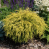 Cyprès Sawara Sungold - SILENCE, ça pousse !, Chamaecyparis pisifera