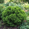 Faux cyprès d\'Hinoki Nana Gracilis - SILENCE, ça pousse !, Chamaecyparis obtusa