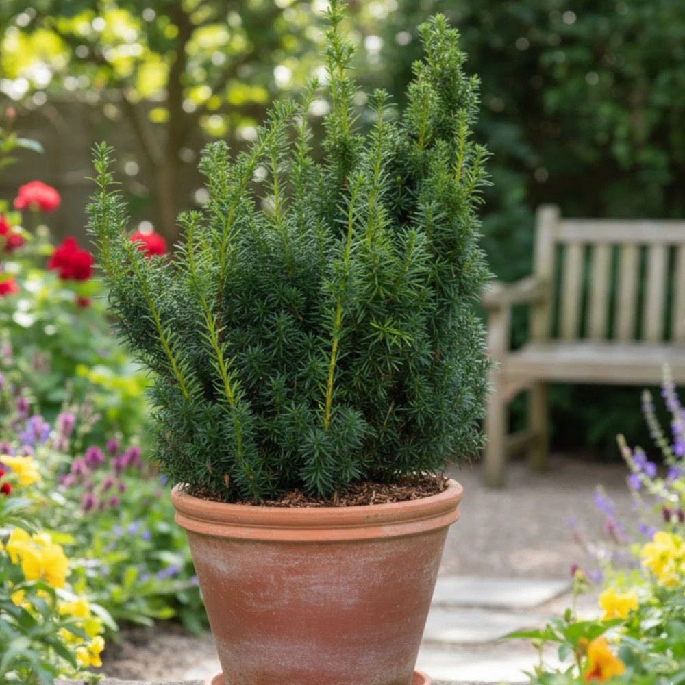 If commun Strait Hedge, Taxus