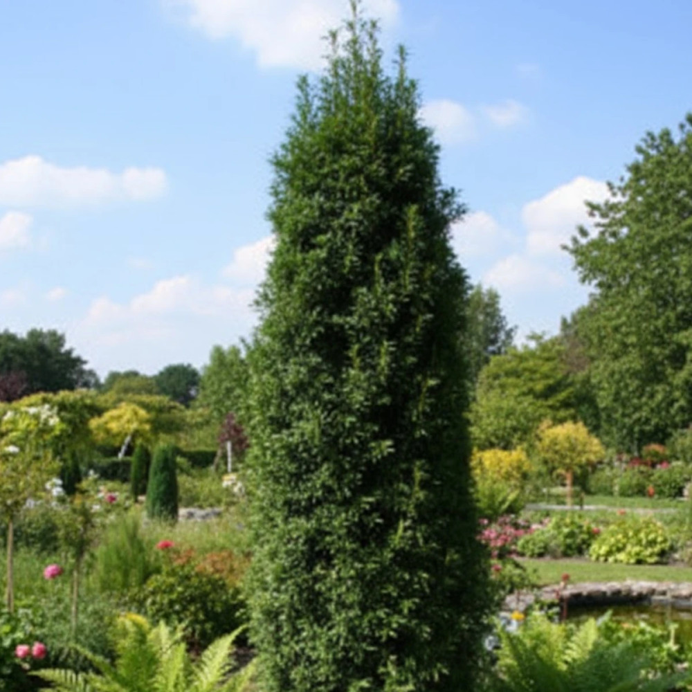 If fastigié, Taxus