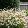 Vergerette de Karvinski, Erigeron