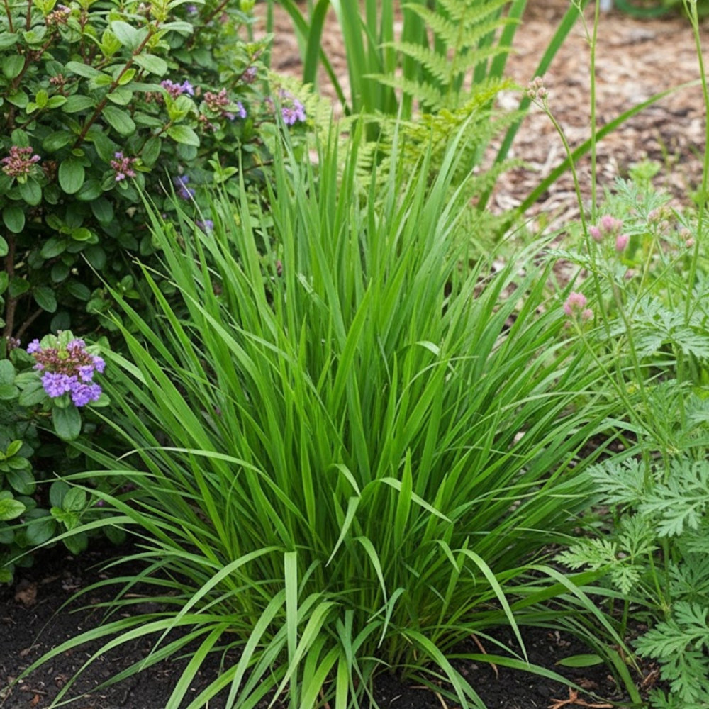 Herbe aux bisons odoratum
