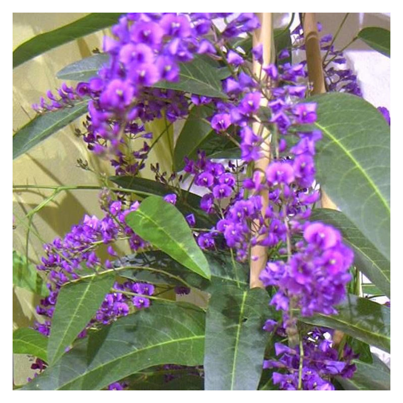 Glycine australienne