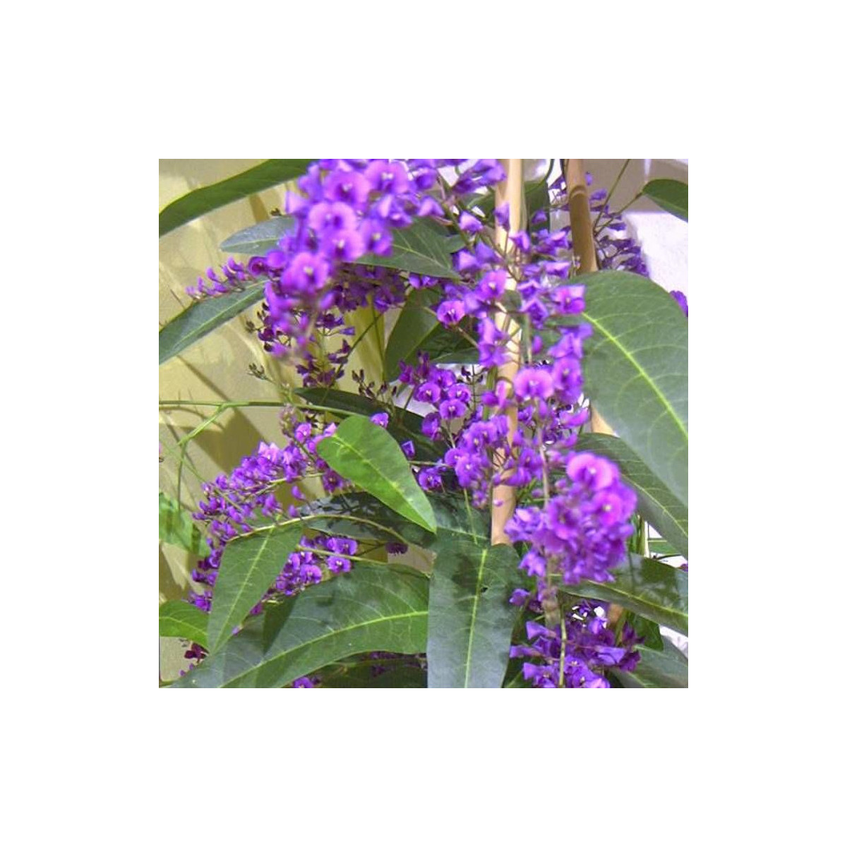 Hardenbergie violacea