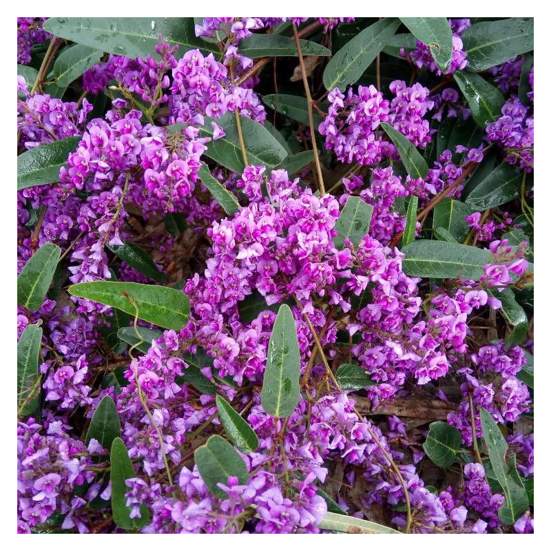 Hardenbergie violacea