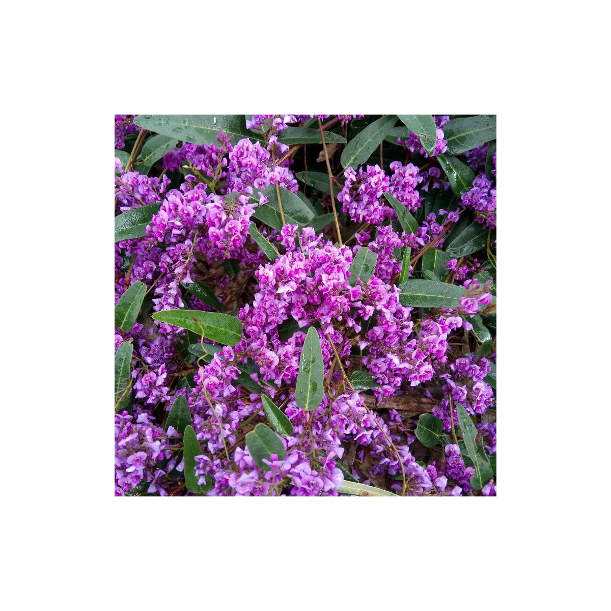 Hardenbergie violacea