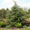 Cèdre de l\'Himalaya, Cedrus deodara
