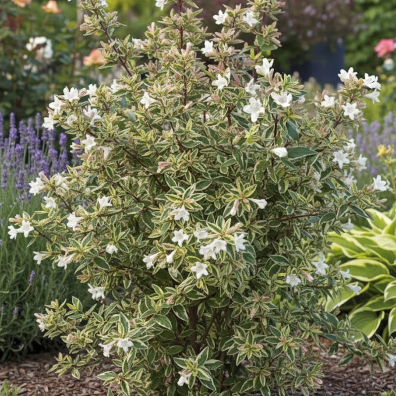 Abelia Sparkling Silver® - SILENCE, ça pousse !, Abélia panachée