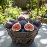 Figuier Violette Dauphine - SILENCE, ça pousse !, Ficus carica