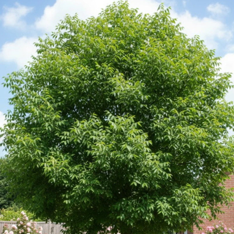 Arbre à miel, Euodia danielii, Tedradium daniellii