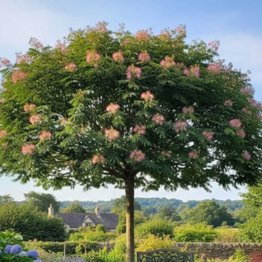 Arbre à soie, Albizia