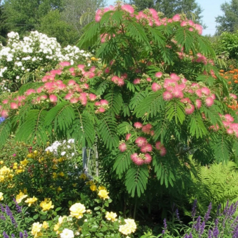 Arbre à soie Ombrella® 'Boulbri', Albizia