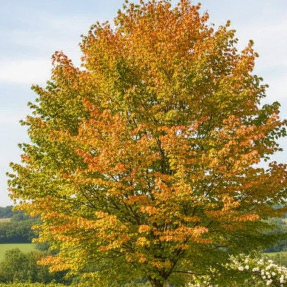 Arbre au caramel, Cercidiphyllum