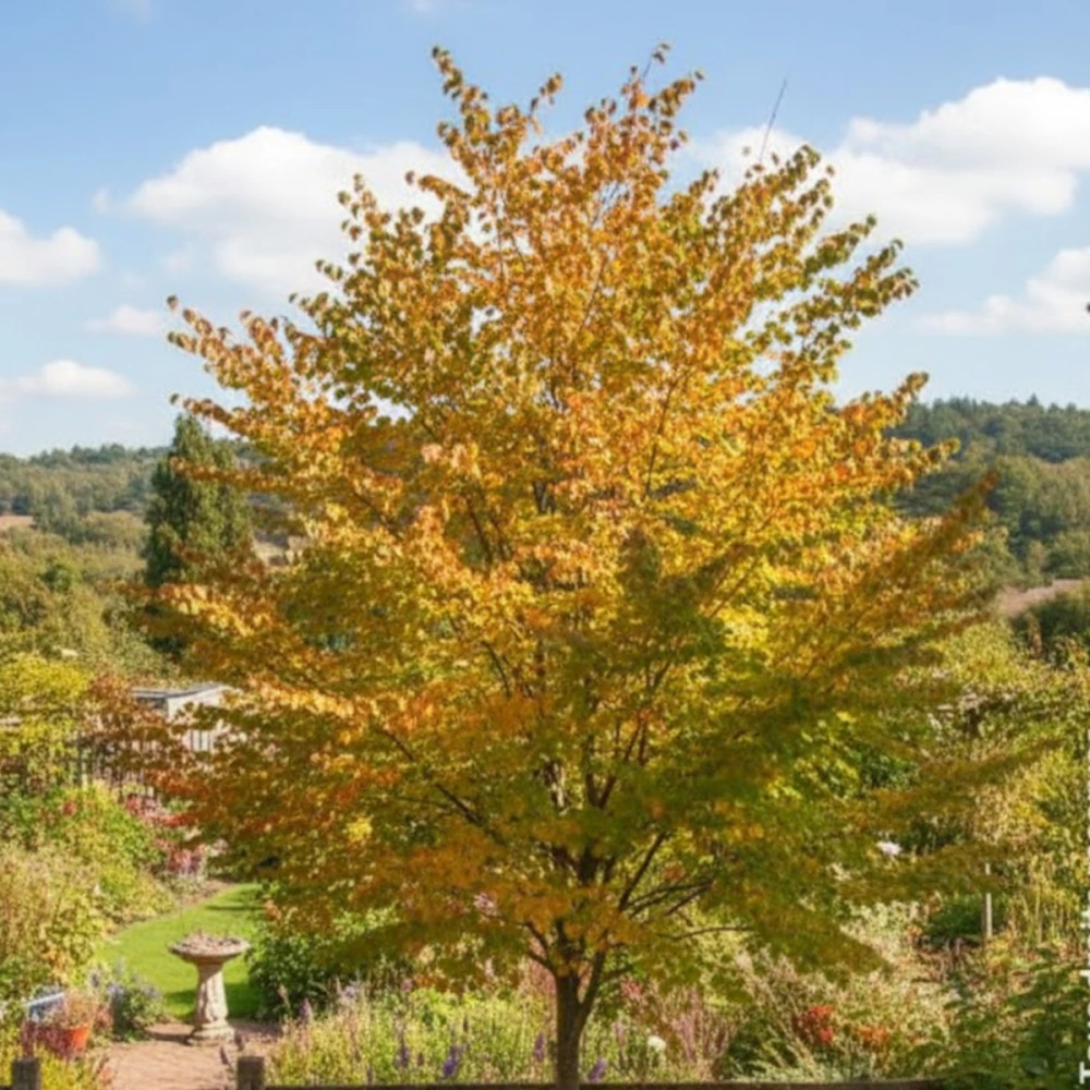 Arbre au caramel, Cercidiphyllum