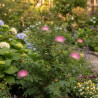 Arbre aux houppettes Dixie Pink, Calliandra