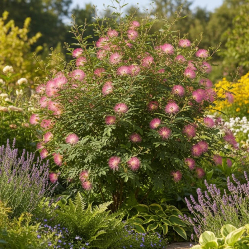 Arbre aux houppettes Dixie Pink, Calliandra