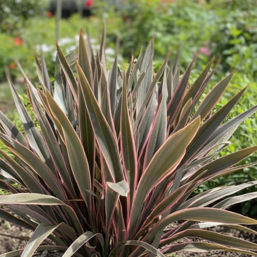 Lin de Nouvelle-Zélande Pink Stripe, Phormium