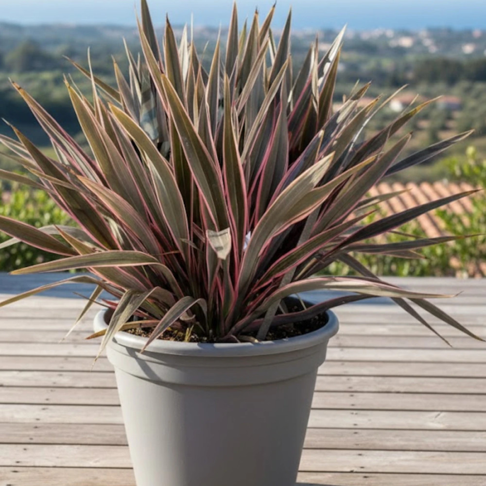 Lin de Nouvelle-Zélande Pink Stripe, Phormium