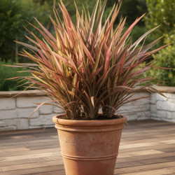Lin de Nouvelle-Zélande Rainbow Sunrise - SILENCE, ça pousse !, Phormium