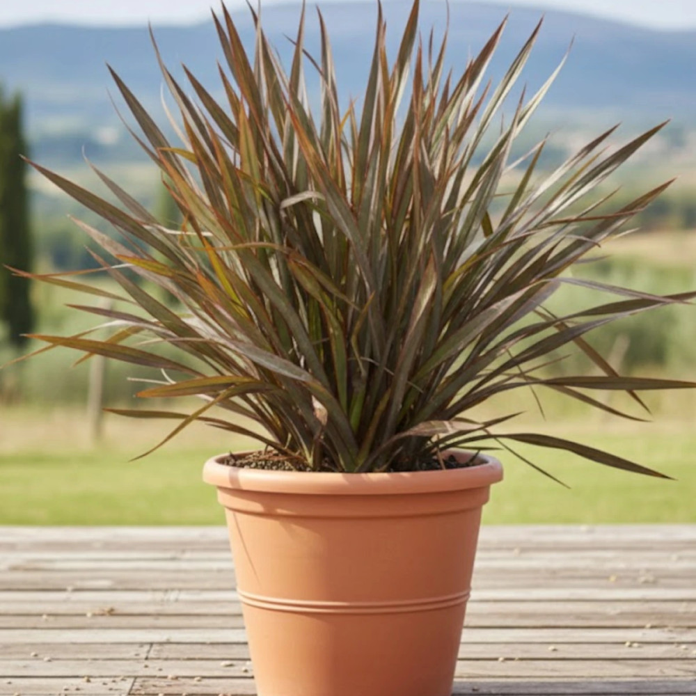 Lin de Nouvelle-Zélande Surfer Bronze, Phormium Lin de Nouvelle-Zélande Surfer Bronze, Phormium