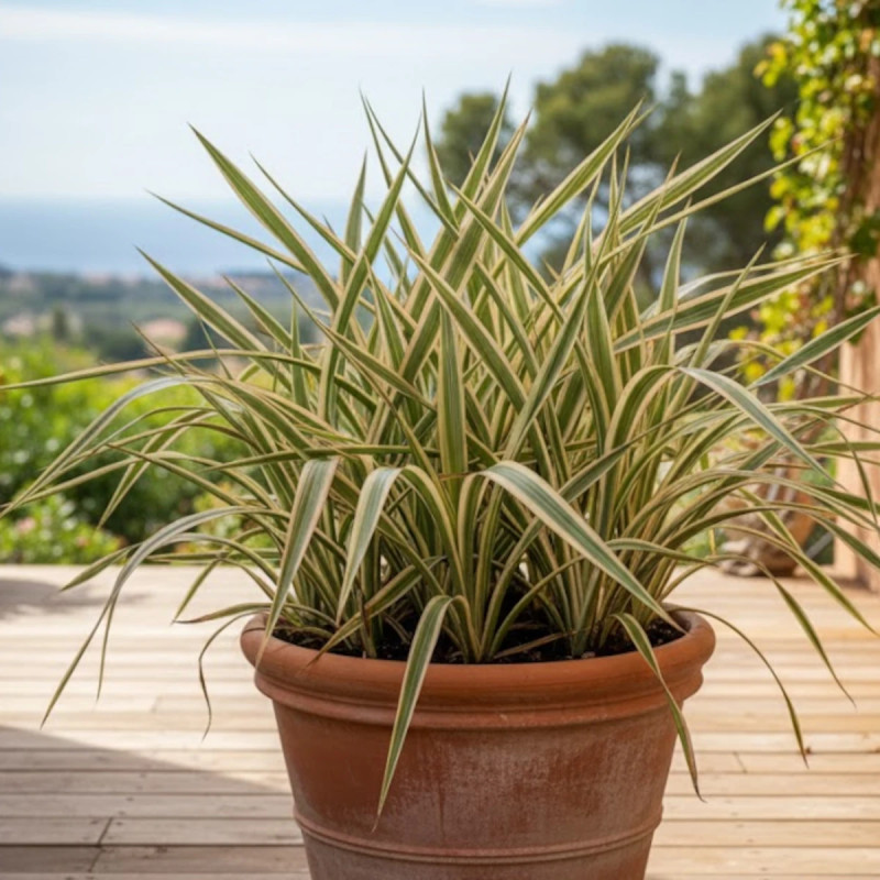 Lin de Nouvelle-Zélande Tricolor, Phormium