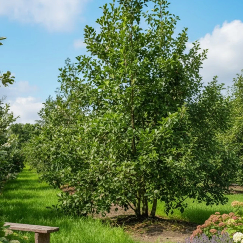 Aulne glutineux, Alnus