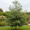 Aulne glutineux Imperialis, Alnus