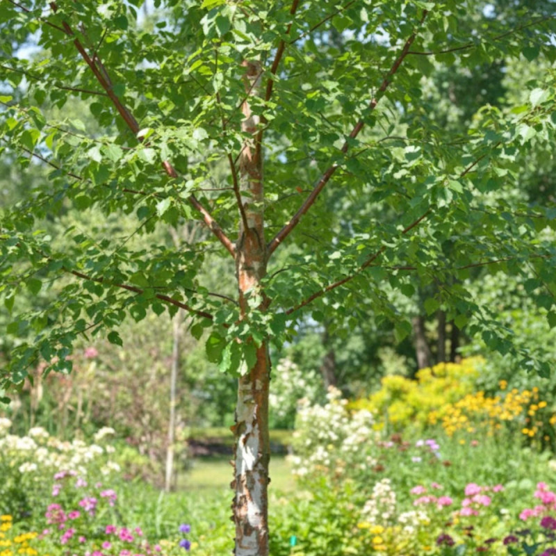 Bouleau à papier, Betula papyrifera