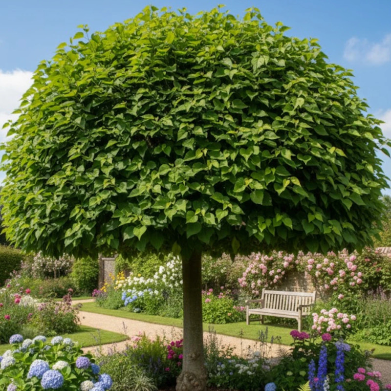 Catalpa boule , Catalpa Nana Bungei