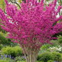 Cercis de Chine Avondale - SILENCE, ça pousse !, Arbre de Judée, Gainier de Chine