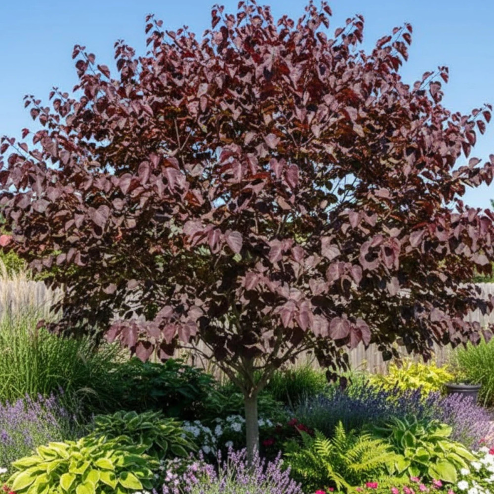 Cercis du Canada Ace of Spades, Arbre de Judée, Gainier du Canada