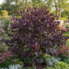 Cercis du Canada Ace of Spades, Arbre de Judée, Gainier du Canada