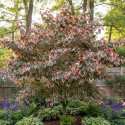 Cercis du Canada Carolina Sweetheart® NCCC1' - SILENCE, ça pousse !, Arbre de Judée, Gainier du Canada