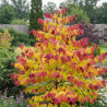 Cercis du Canada Eternal Flame, Arbre de Judée, Gainier du Canada