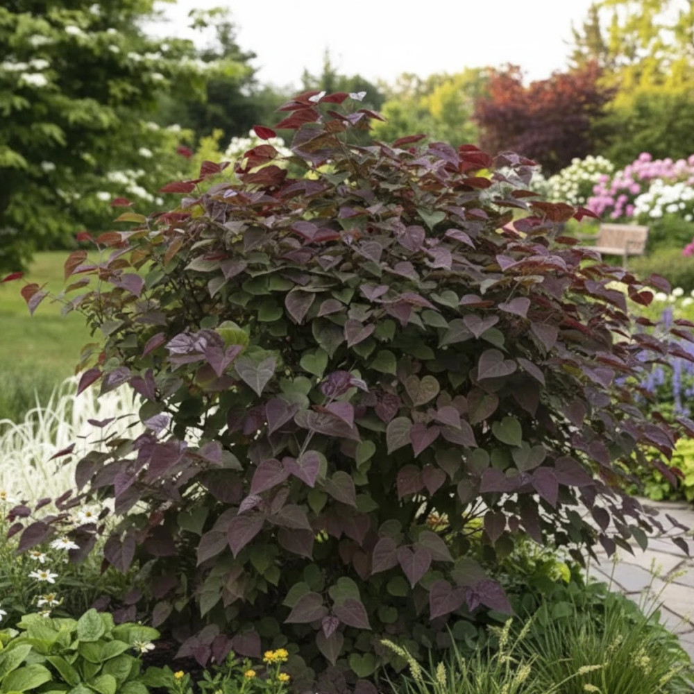 Cercis du Canada Garden Gems® Amethyst 'NC2017-6', Arbre de Judée, Gainier du Canada