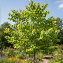 Cercis du Canada Hearts of Gold - SILENCE, ça pousse !, Arbre de Judée, Gainier du Canada