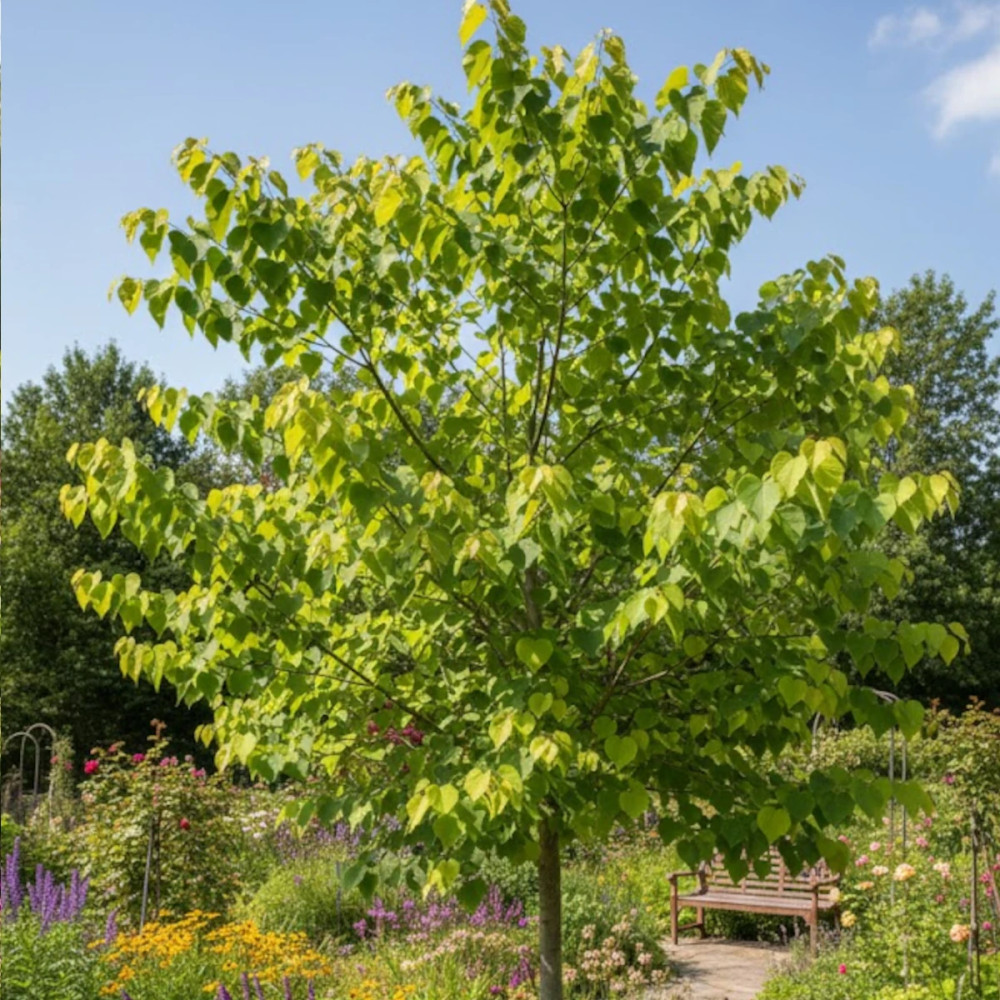 Cercis du Canada Hearts of Gold - SILENCE, ça pousse !, Arbre de Judée, Gainier du Canada Cercis du Canada Hearts of Gold - SILENCE, ça pousse !, Arbre de Judée, Gainier du Canada