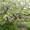 Cercis du Canada Vanilla Twist, Arbre de Judée, Gainier du Canada