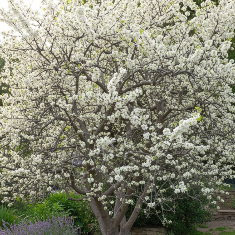 Cercis du Canada Vanilla Twist, Arbre de Judée, Gainier du Canada