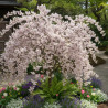 Cerisier du Japon Nain Kojo No Mai - SILENCE, ça pousse !, Cerisier à fleurs