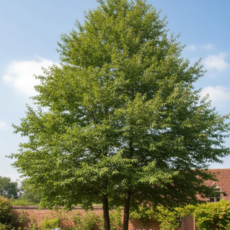 Chêne à feuilles de saule, Quercus phellos
